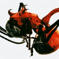 QM - ANT - K-pop product